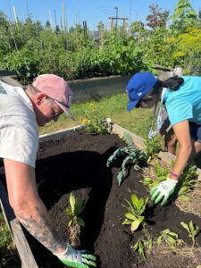 Two people working in a garden